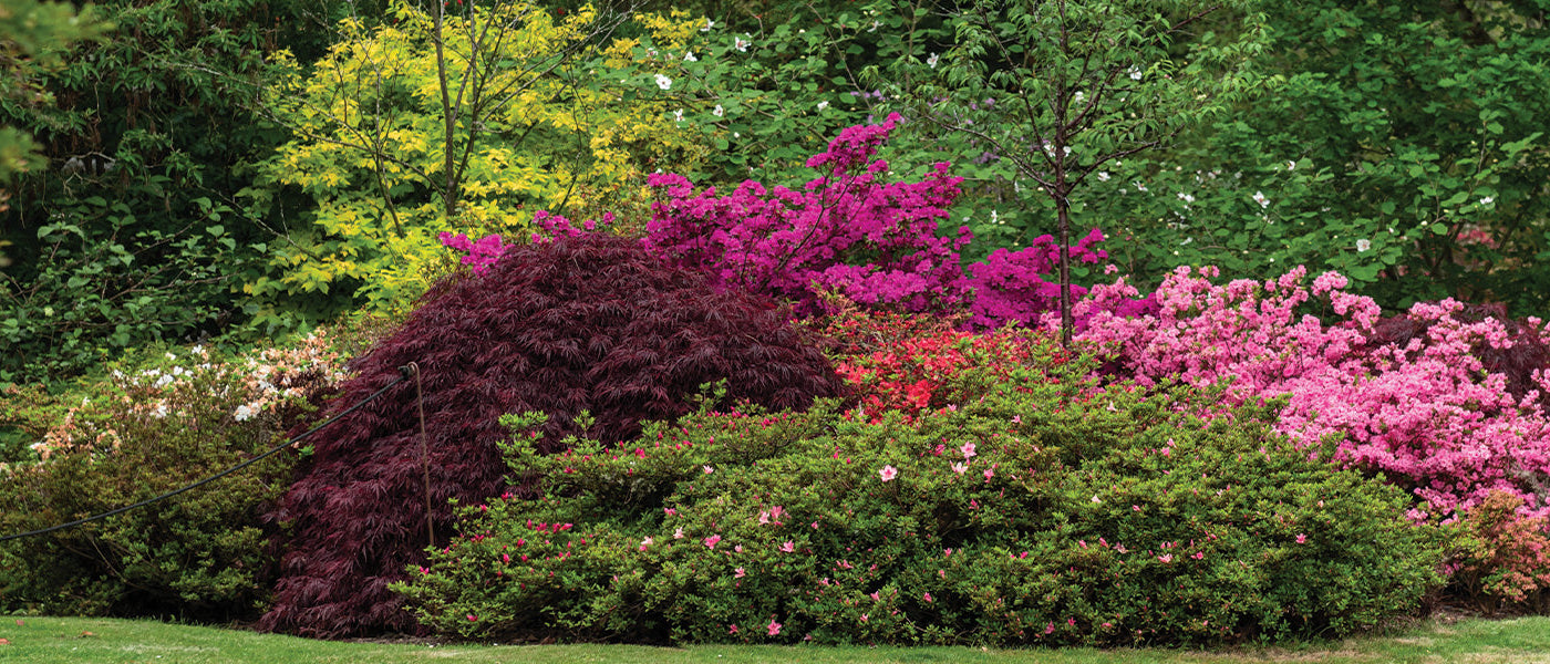 Salal-Scheinbeere - Gaultheria shallon