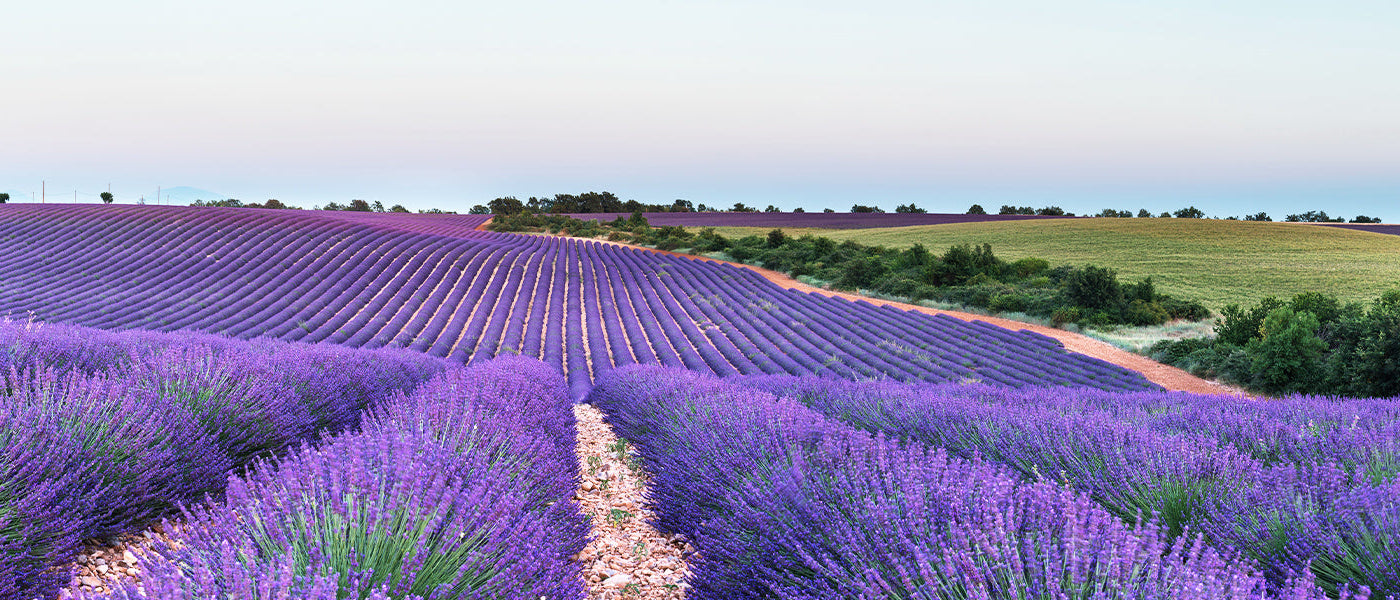 Schopf-Lavendel - Lavandula stoechas