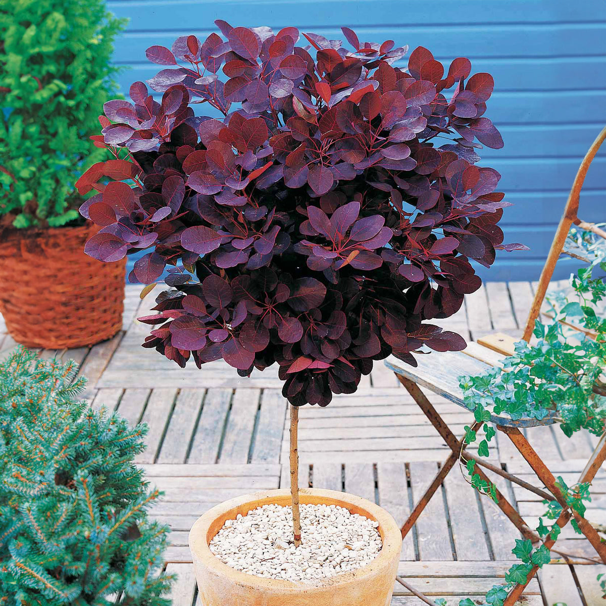 Perückenstrauch Cotinus 'Royal Purple' - Willemse