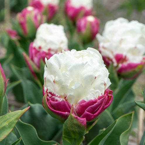 Tulpe 'Ice Cream' gefüllt (x7) - Willemse