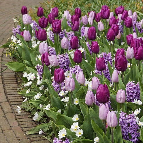 Blumenzwiebel-Mischung 'Royal Purple' (x25) - Willemse