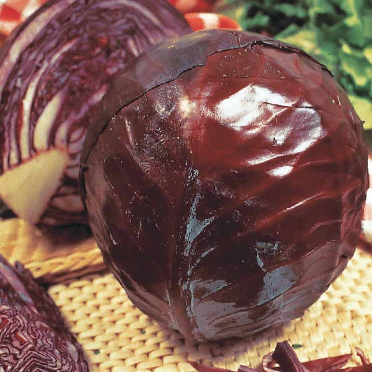 Rotkohl ‘Tete Noire 3’ - Willemse
