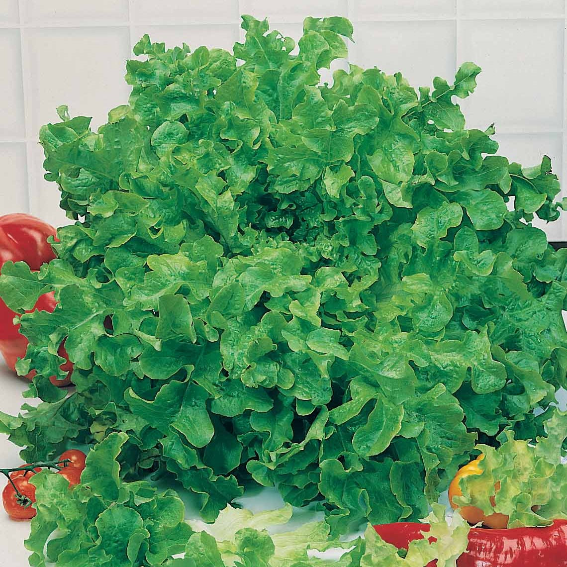 Eichblattsalat - Lactuca sativa feuille de chêne - Willemse
