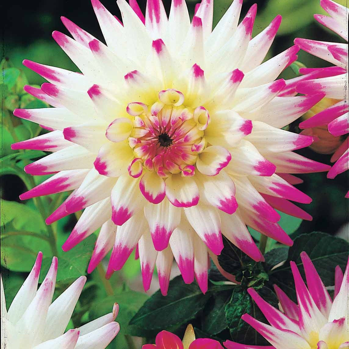 Kaktus-Dahlien Haley Jane (x3) - Dahlia cactus haley jane - Willemse