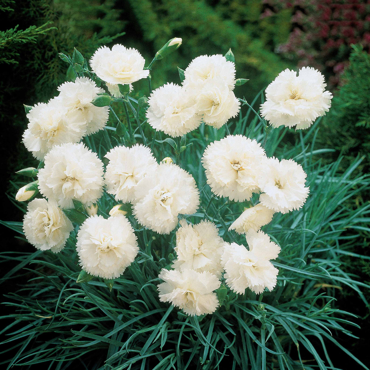 Gartennelken ‘Grenadin White’ (x2) - Willemse