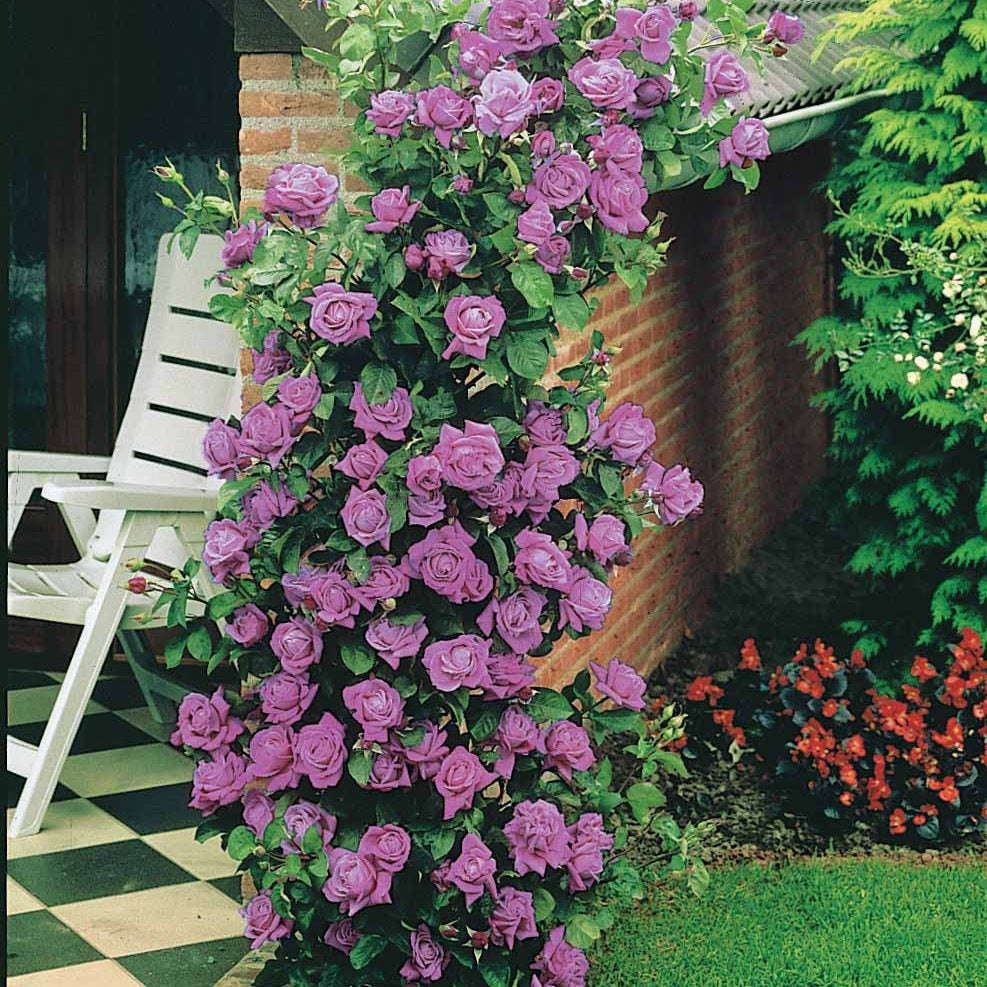 Rosa indigoletta - Kletterrose Indigoletta - Kletterrosen
