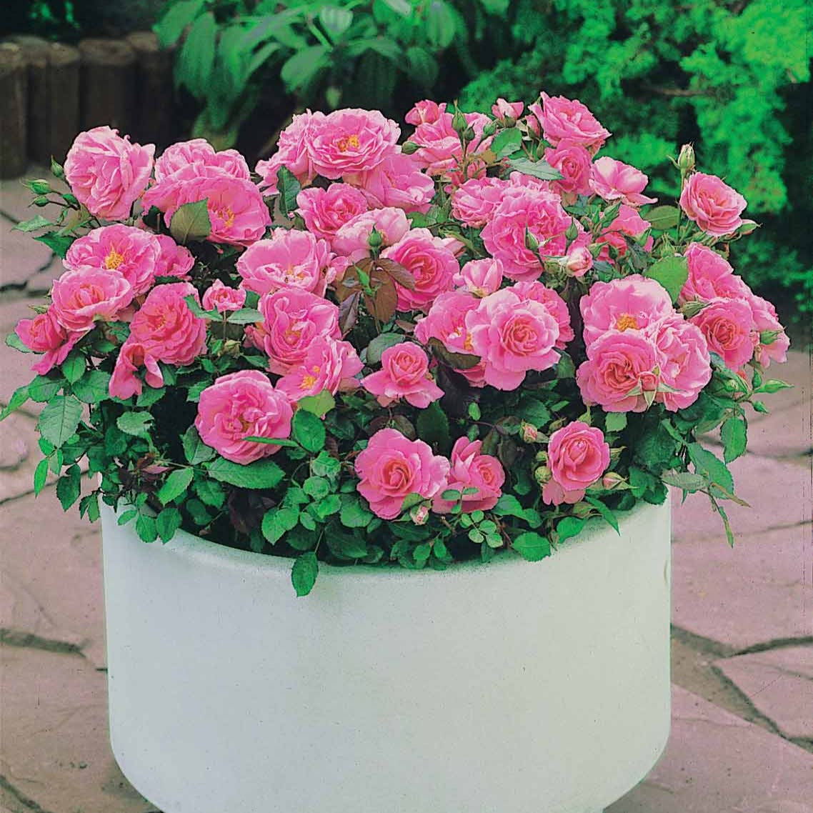 Minirosen ‘Randilla’ rosa (x3) - Willemse