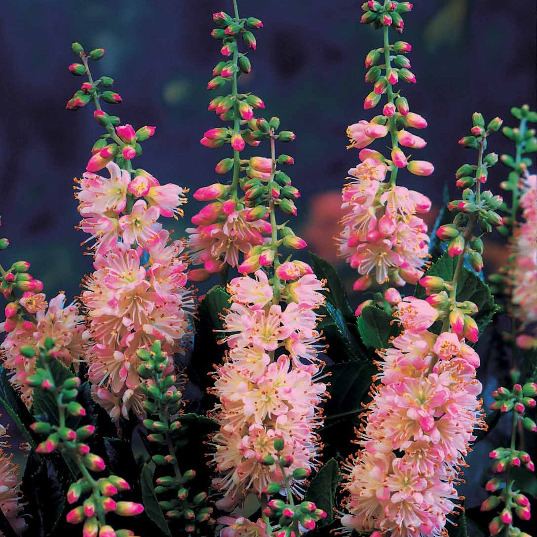 Silberkerzenstrauch (x2) - Clethra alnifolia - Willemse