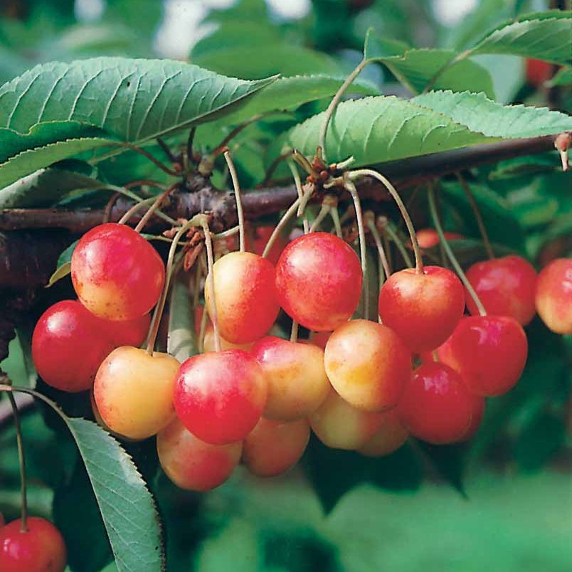 Zwerg-Süßkirsche ‘Spur Napoléon’ - Prunus avium napoléon - Willemse