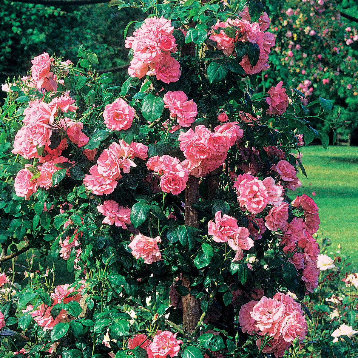 Rosa jasmina korcentex - Kletterrose Jasmina Korcentex - Kletterrosen