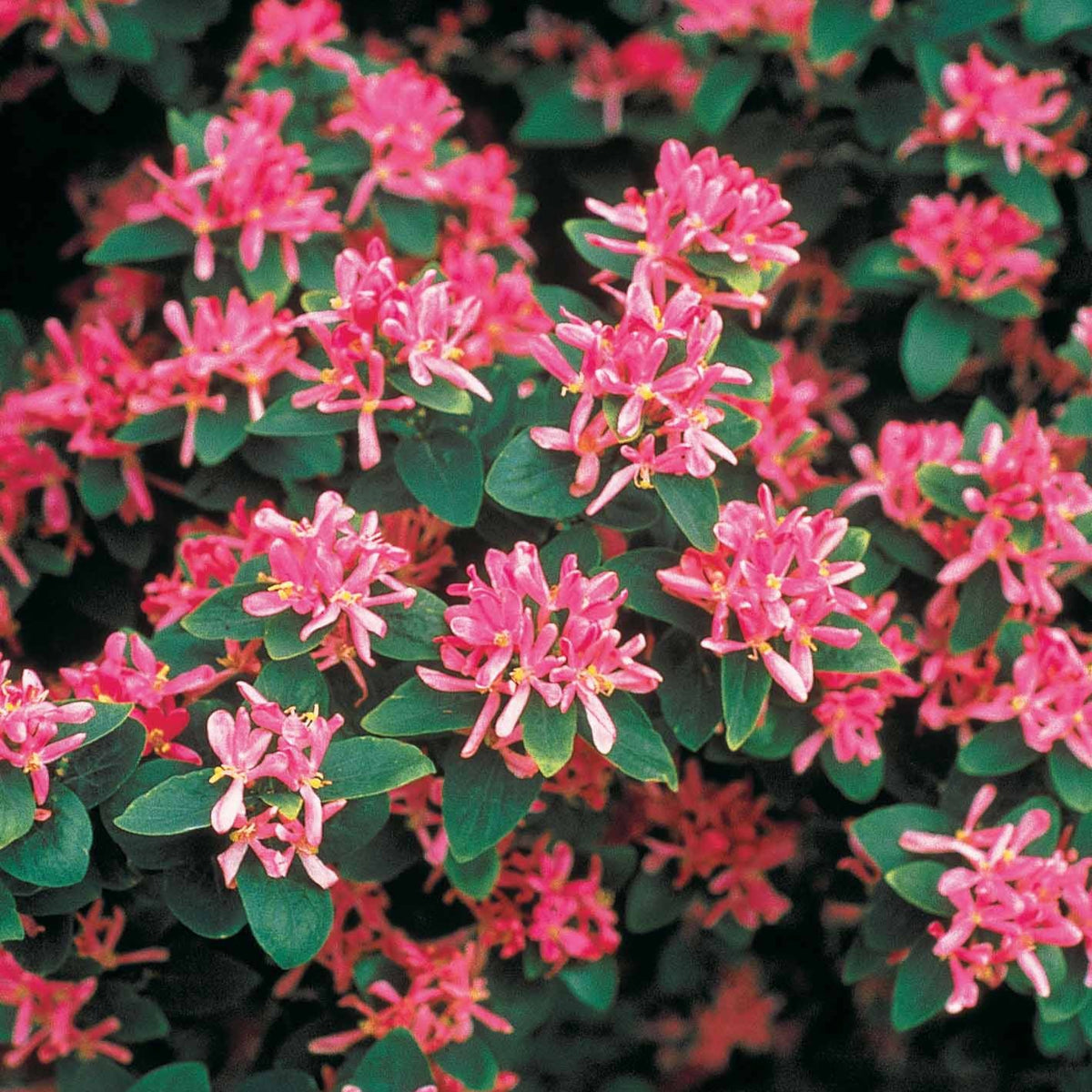 Tatarische Heckenkirsche Rosea - Lonicera tatarica rosea - Willemse