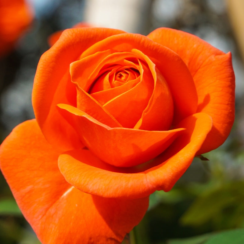 Strauchrose orange - Rosa - Willemse