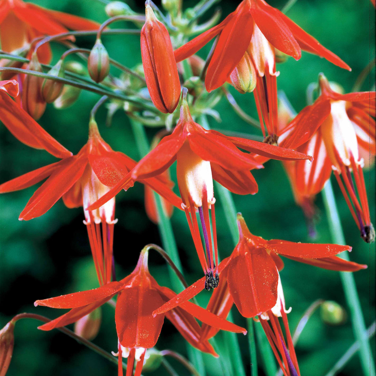 Korallentröpfchen (x5) - Bessera elegans - Willemse