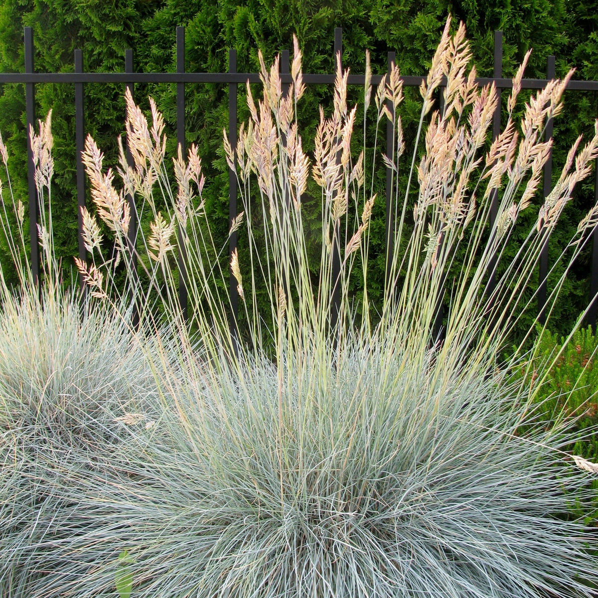 Echter Schaf-Schwingel - Festuca ovina Glauca - Willemse