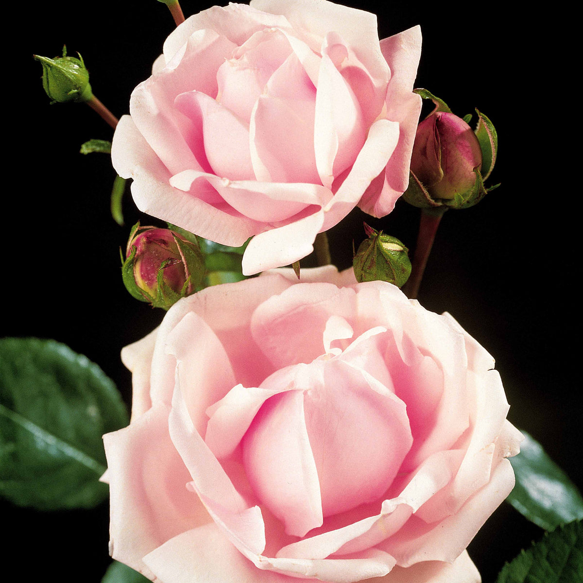 Stammrose New Dawn - Rosa wichuraiana New Dawn - Willemse