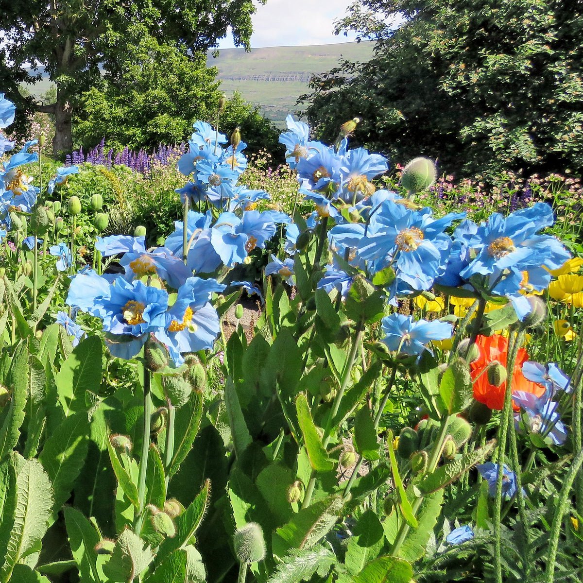 Blauer Tibet-Scheinmohn (x2) - Willemse