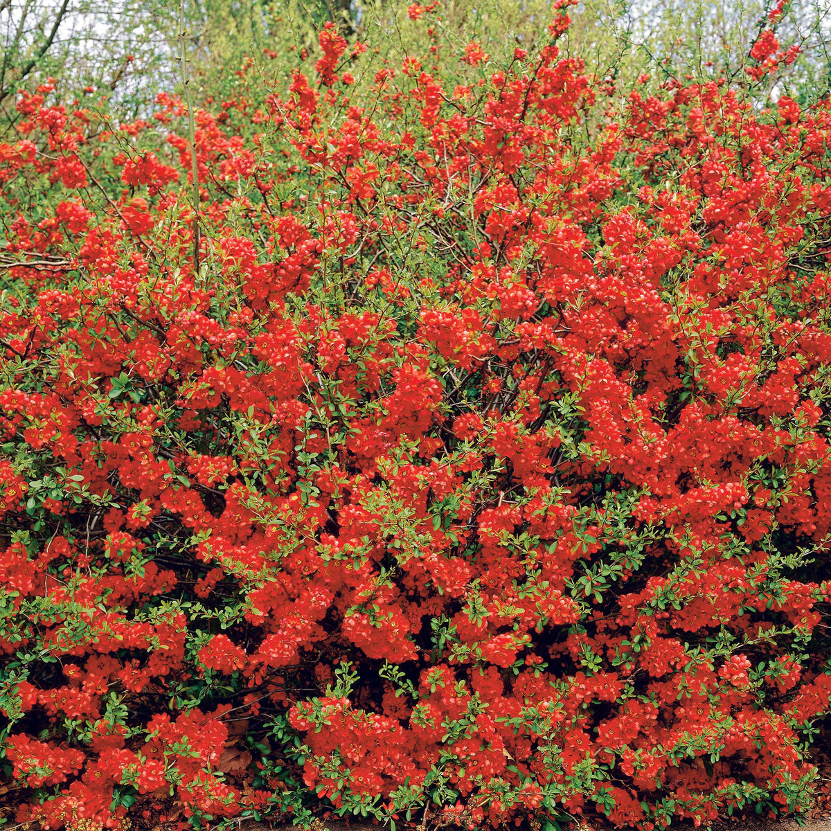Zierquitte Texas Red - Willemse