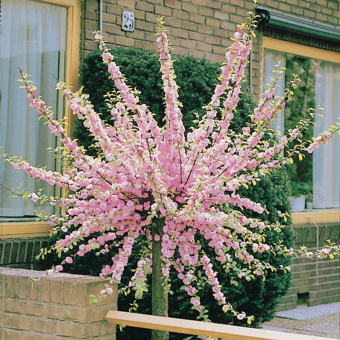 Mandelbäumchen - Prunus triloba - Willemse