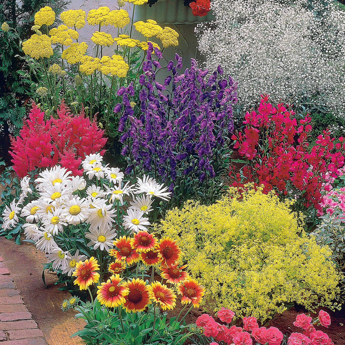 Pflegeleichtes Staudenbeet - Fläche ca. 1,5 m² - Achillea filipendula, Sidalcea Rosanna, Aconitum arendsii, Astilbe, Lencanthemum superbum Silver Princess, Alchemilla Mollis, Gaillarda Kobold, Dianthus plumarius Fortuna - Willemse