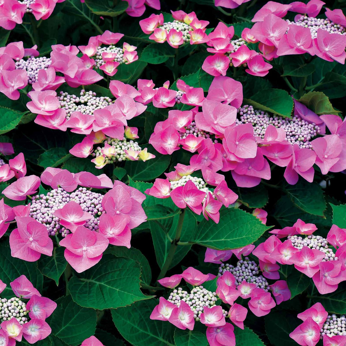 Bauernhortensie Selina - Willemse