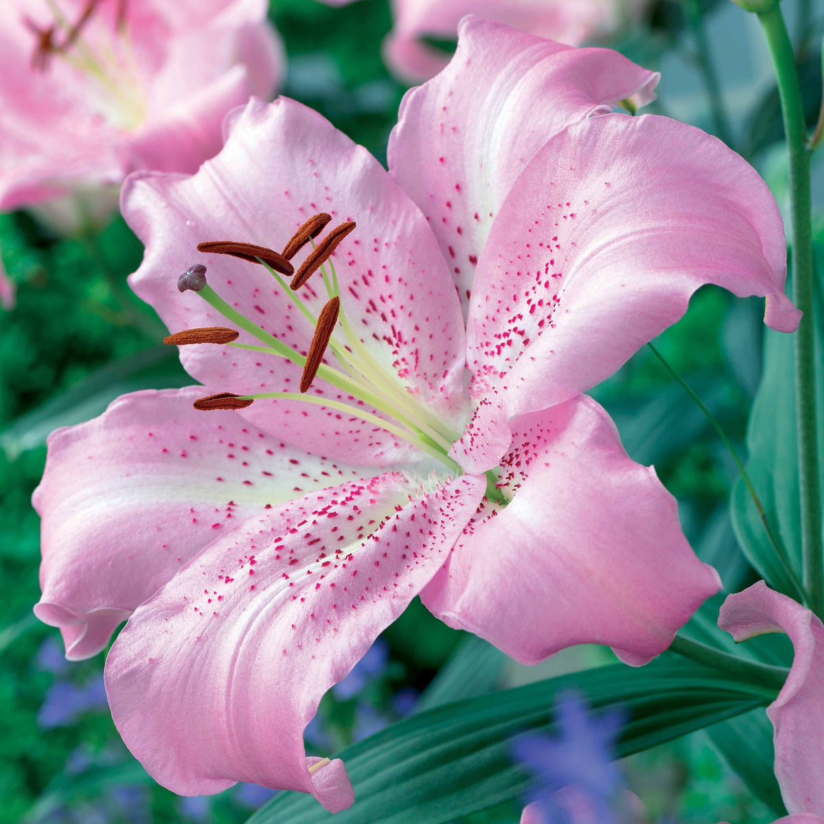 Orientalische Lilien Josephine (x3) - Lilium orientalis josephine - Willemse