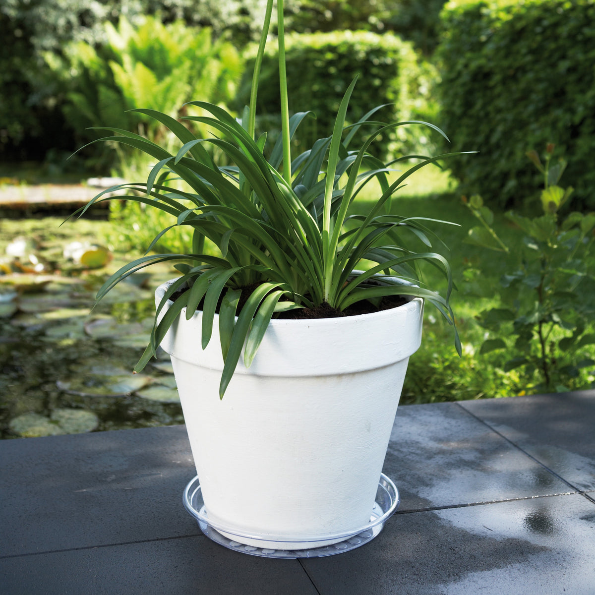 Elho Untertasse Uni-Saucer transparent - - Willemse