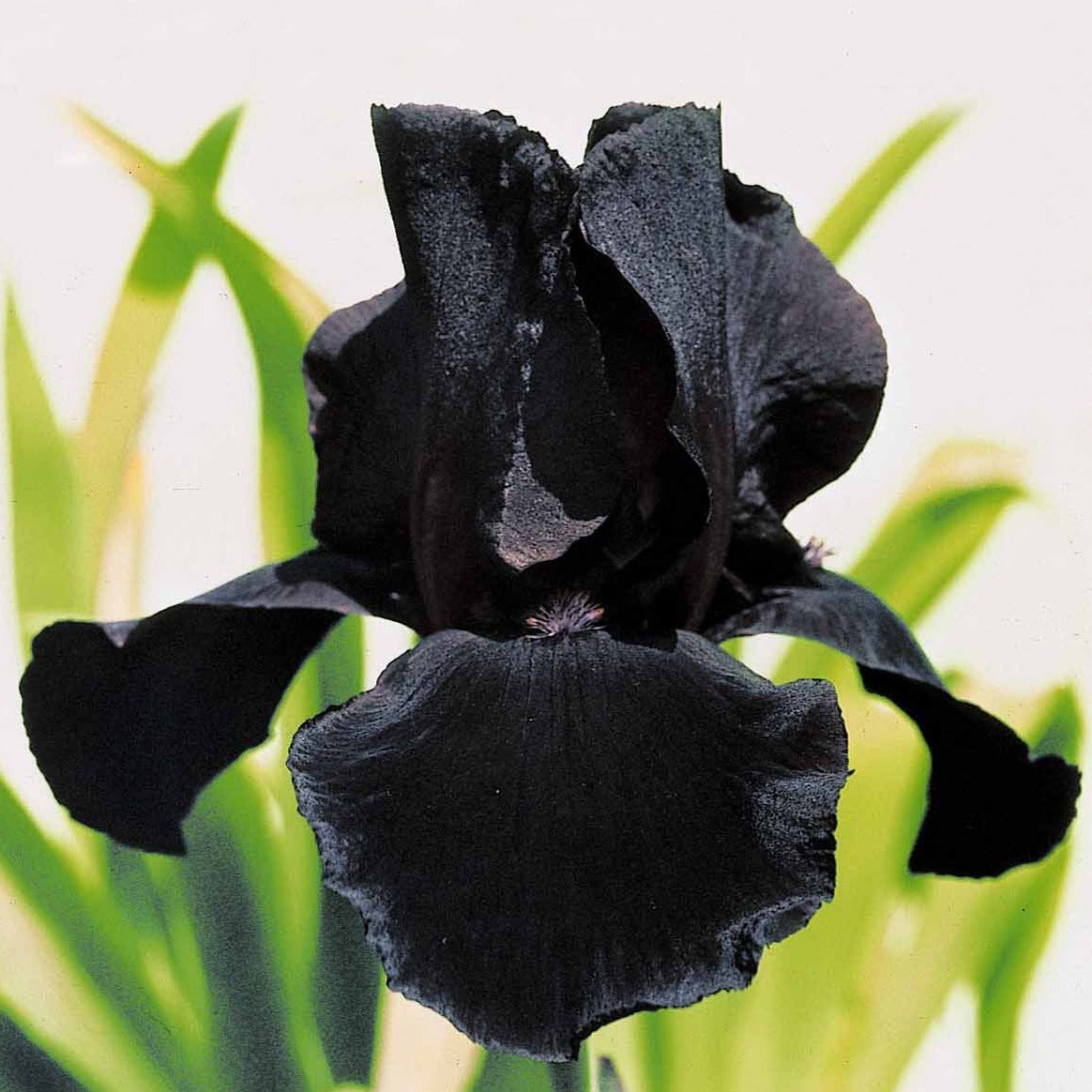 Bart-Schwertlilie ‘Study in Black’ (x2) - Iris germanica study in black - Willemse