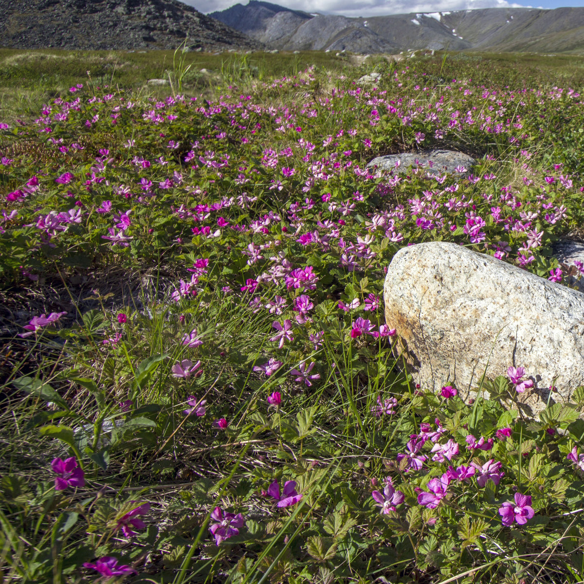 Arktische Himbeere - Rubus arcticus - Willemse