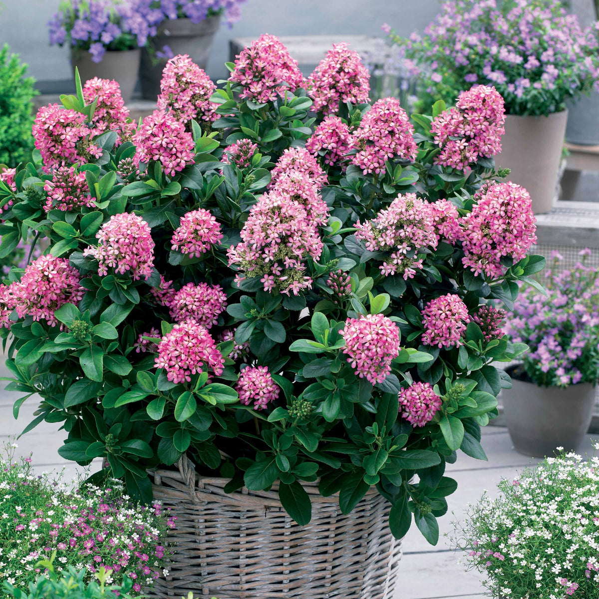 Andenstrauch Pink Elle - Willemse