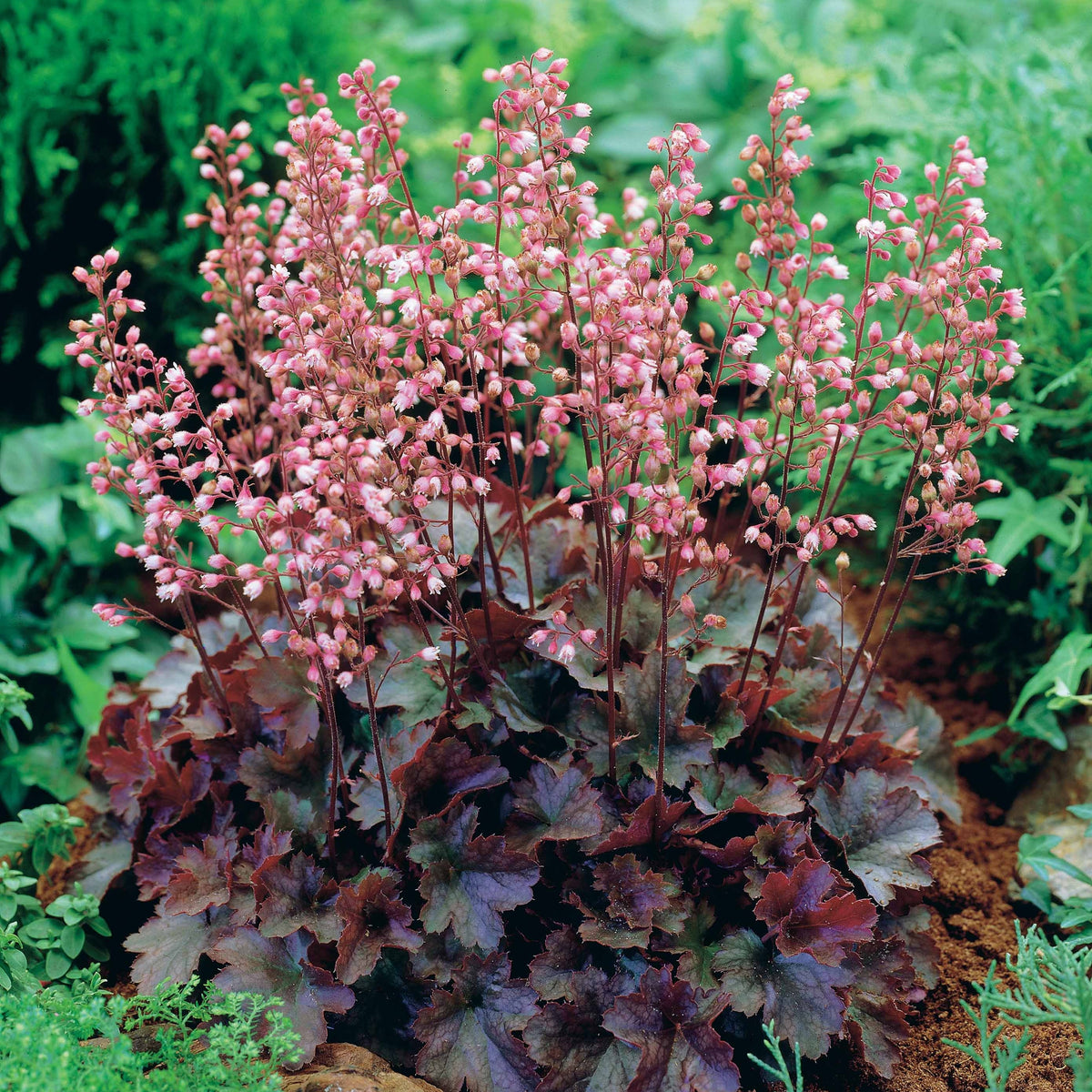 Purpurglöckchen Cassis - Willemse