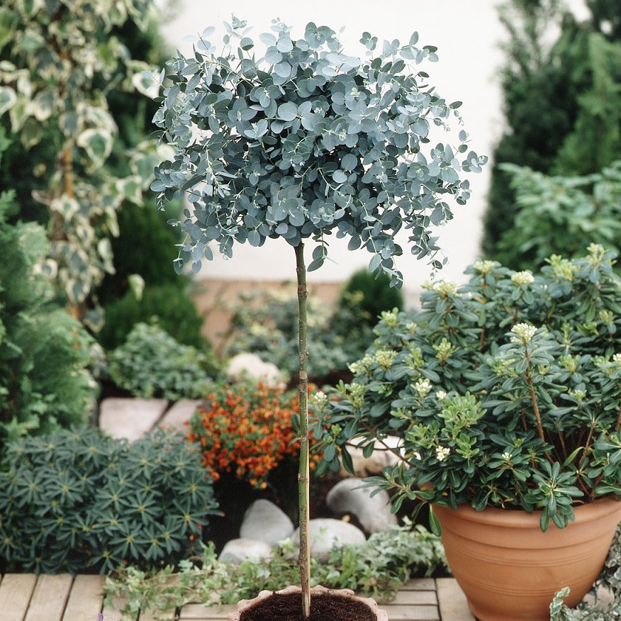 Eukalyptus Stämmchen - Eucalyptus baby blue - Willemse