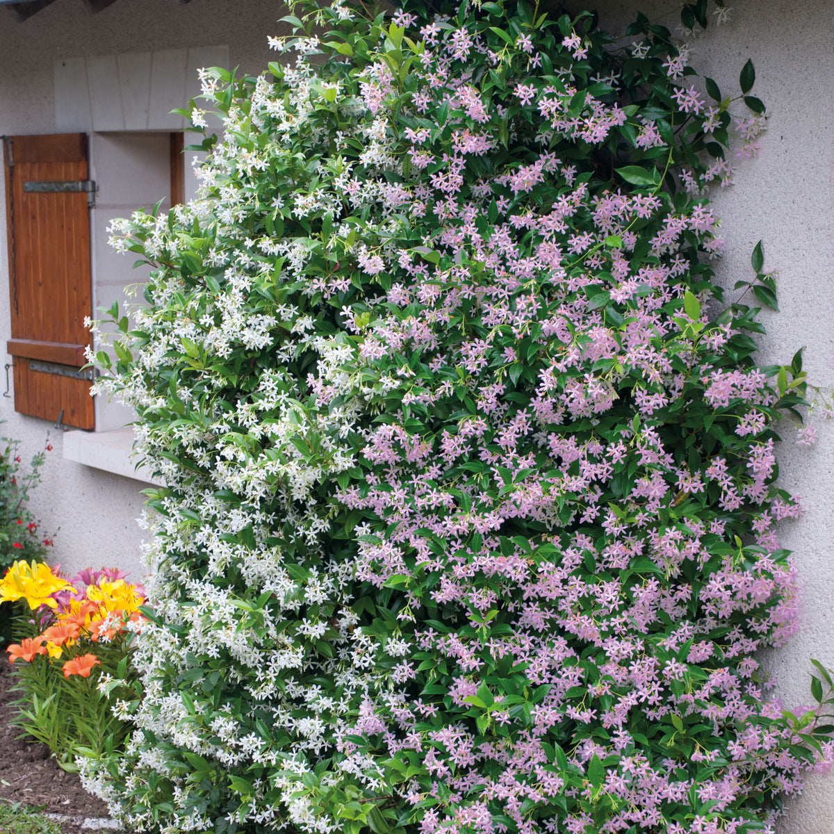 Sternjasmin rosa und weiß (x2) - Trachelospermum jasminoides - Willemse