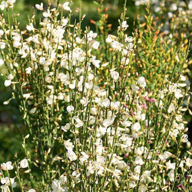 Cytisus praecox albus - Weißer Ginster - Blühende Sträucher