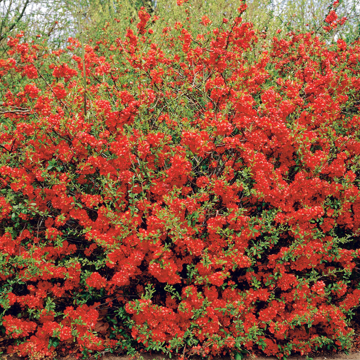 Chaenomeles japonica - Japanische Zierquitte - Blühende Sträucher