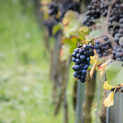 Weinrebe Pinot - Willemse