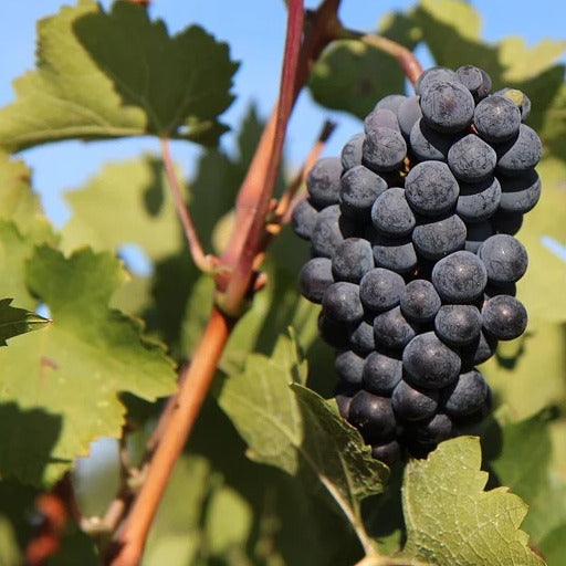 Weinrebe Merlot - Willemse