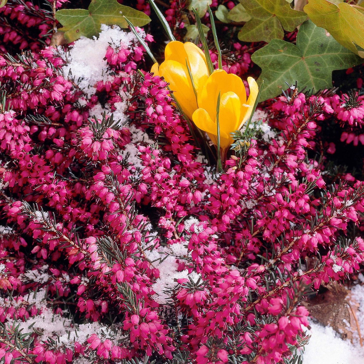 Winterheide ‘Lucie’ - Erica darleyensis Winter Belles ® Lucie - Willemse