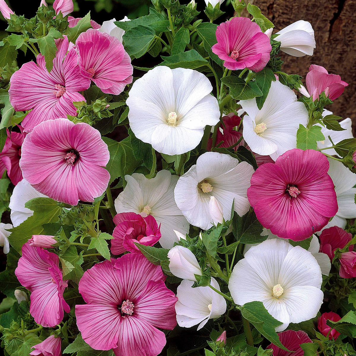 Lavatera trimestris - Buschmalven Mischung - Blumensamen