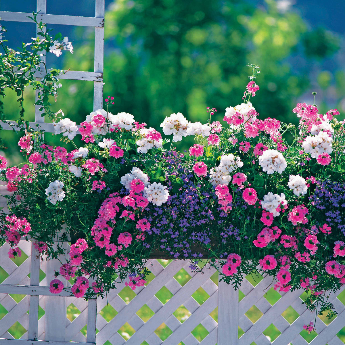 Pastell-Blumen Mischung (x3) - Verbena, pelargonium zonale, lobelia erinus - Willemse