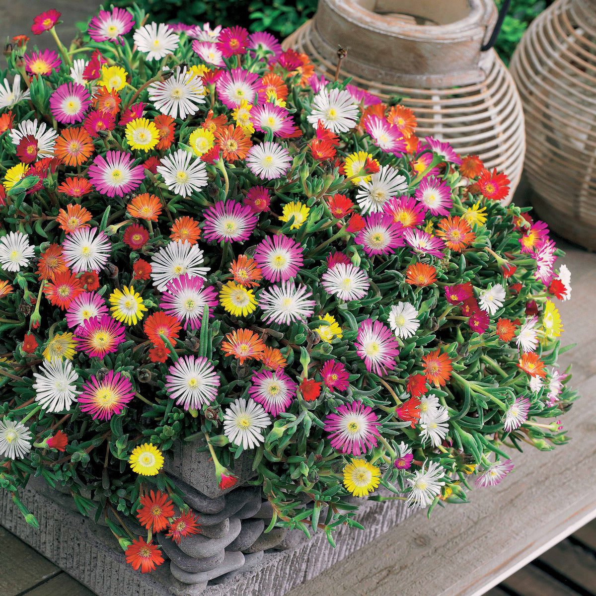 Mittagsblumen Mischung (x3) - Willemse