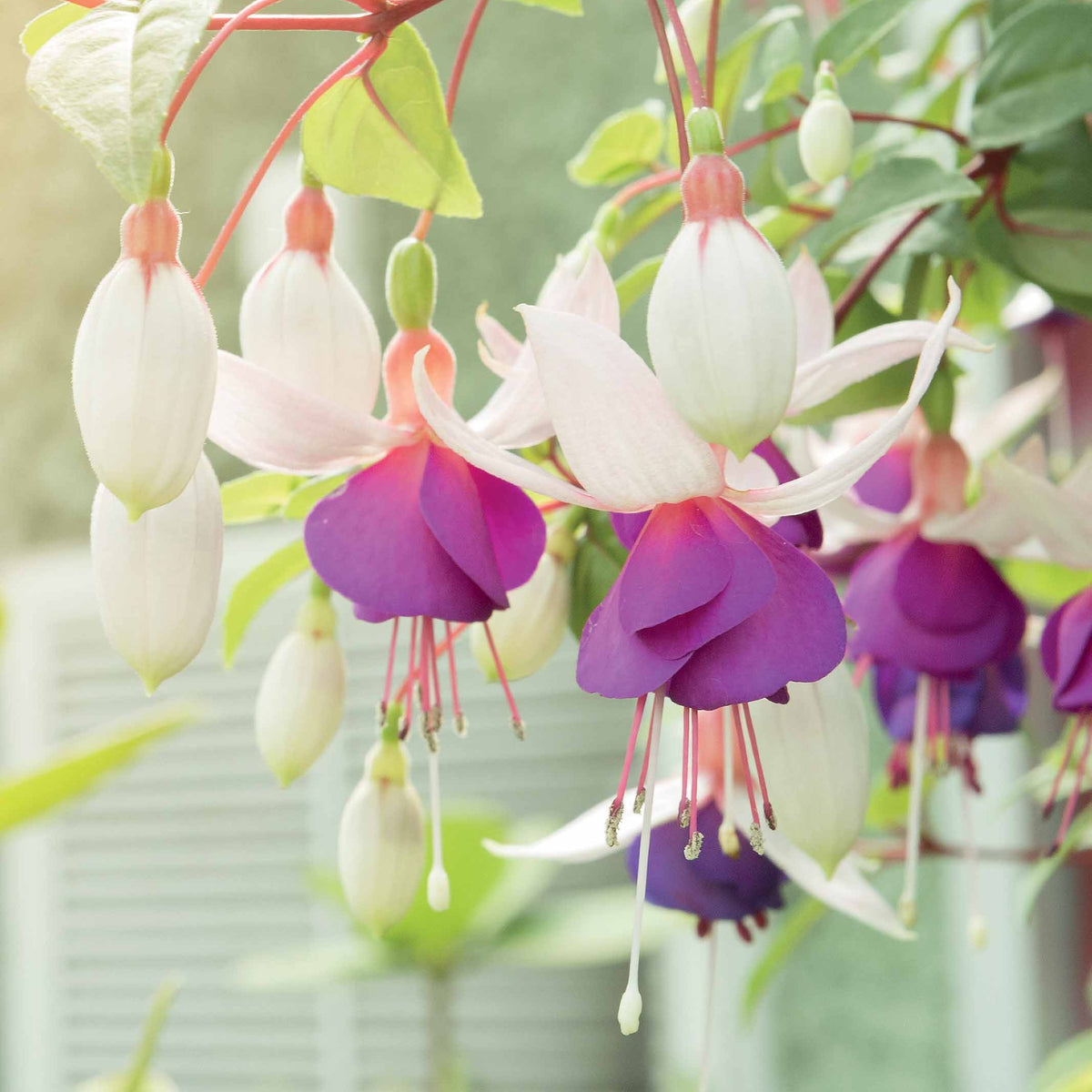 Fuchsien frostbeständigen Mischung (x6) - Willemse