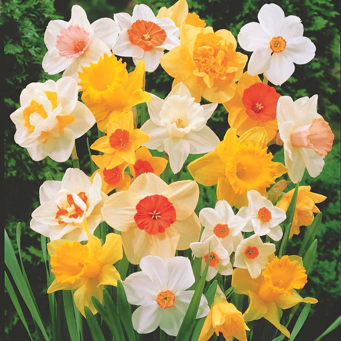 Narzissen Mischung - Narcissus - Willemse