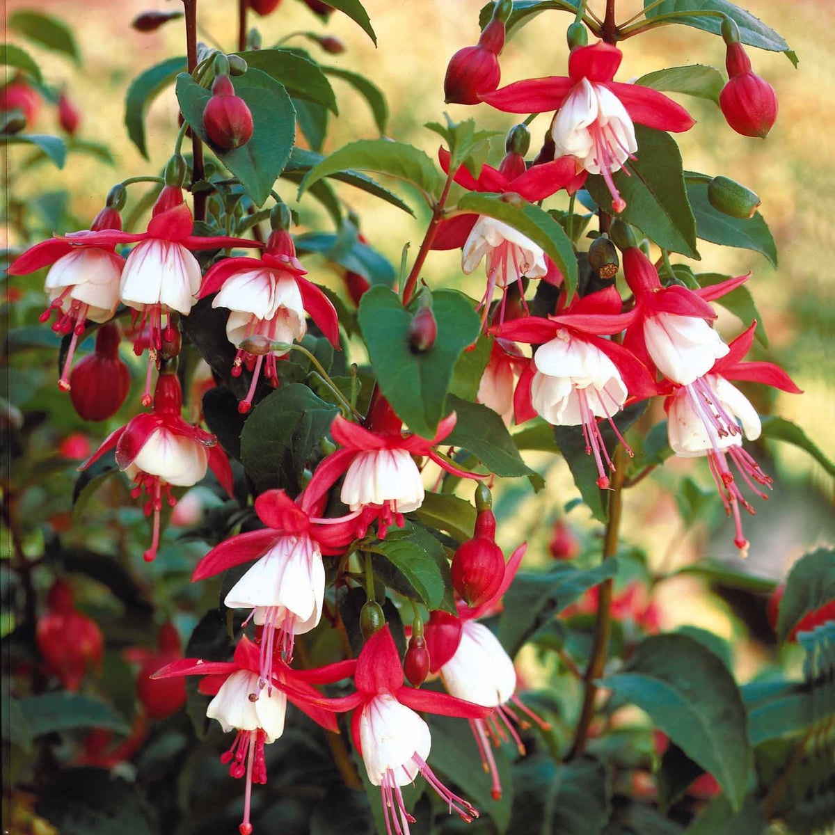 Fuchsia Mme Cornelissen, Brilliant - Winterharte Fuchsien Mischung (x6) - Fuchsien