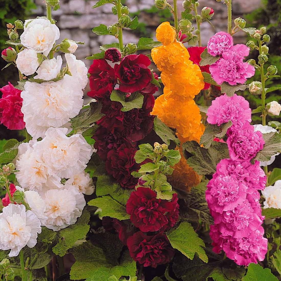 Gewöhnliche Stockrosen Mischung (x5) - Alcea rosea Charter's hybrid - Willemse