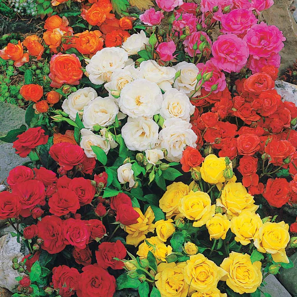 Beetrosen Mischung (x10) - Rosa polyantha - Willemse