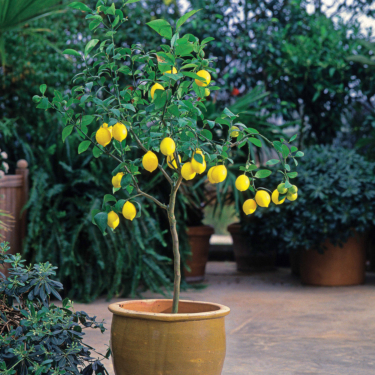 Zitrus-Kollektion Kumquat & Zitronenbaum (x2)