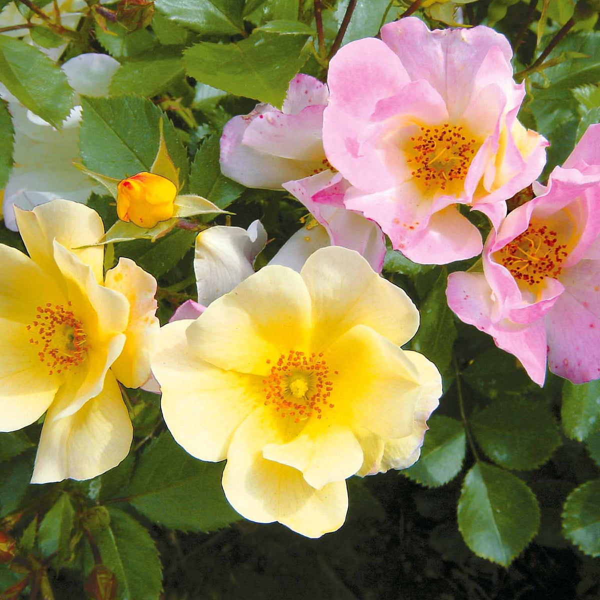 Kollektion Bodendeckerrosen (Happy Chappy + Wonderland) (x6) - Willemse