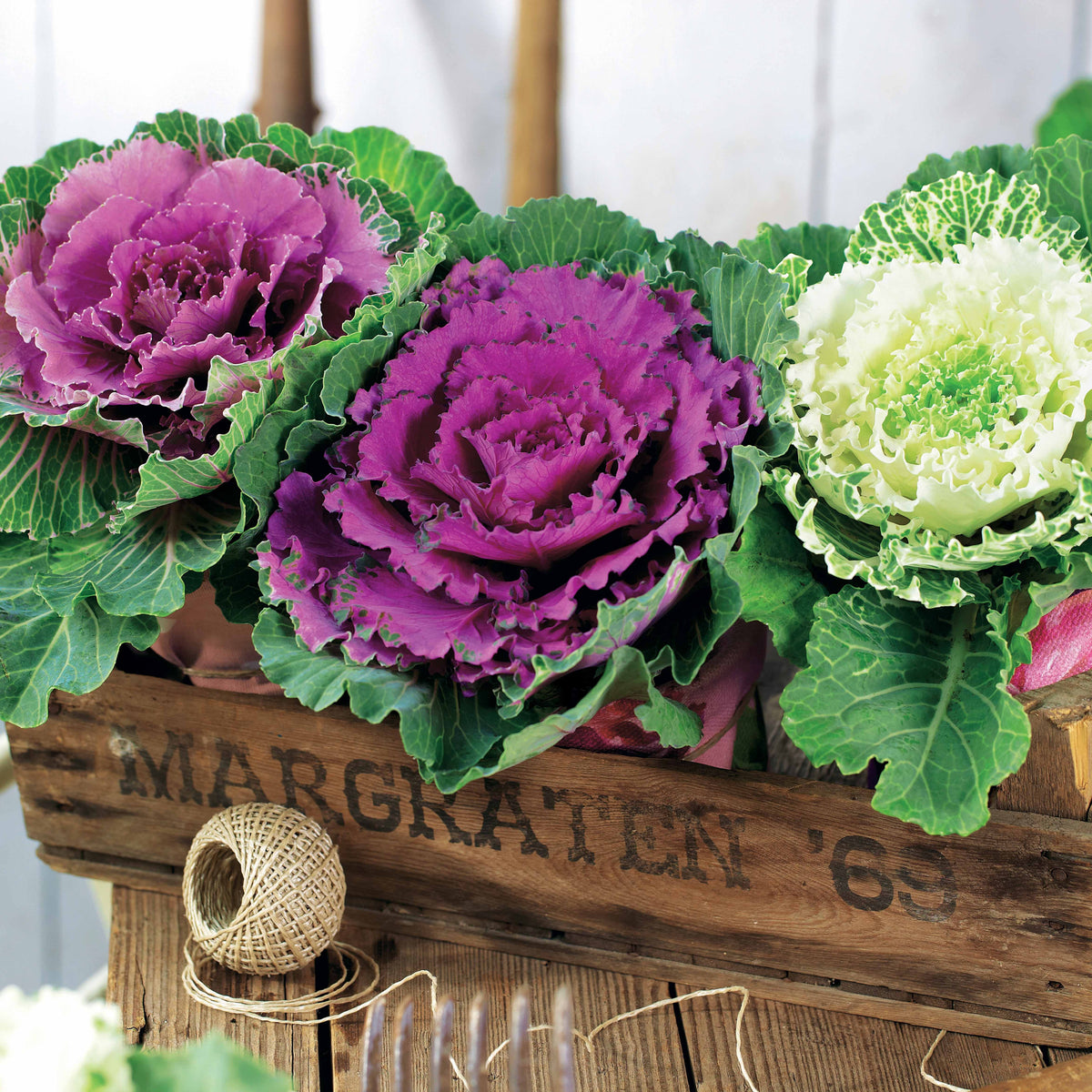 Zierkohl in Mischung (x3) - Brassica - Willemse