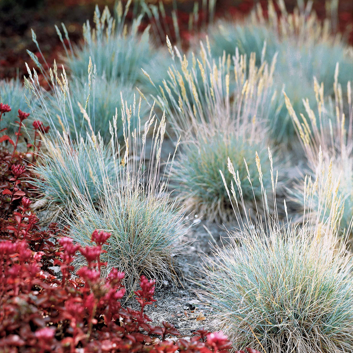 Ziergräser Mischung (x3) - Imperata cylindrica Red Baron, Carex oshimensis Evergreen, Festuca glauca - Willemse
