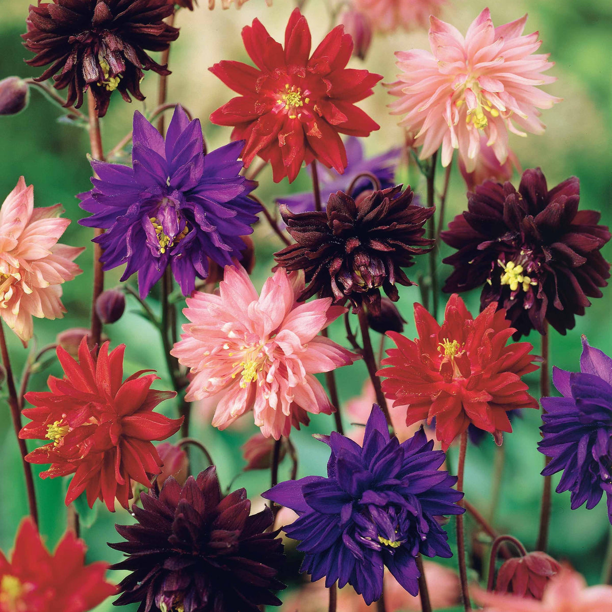 Halbakelei Barlow Mischung (x3) - Aquilegia vulgaris barlow - Willemse